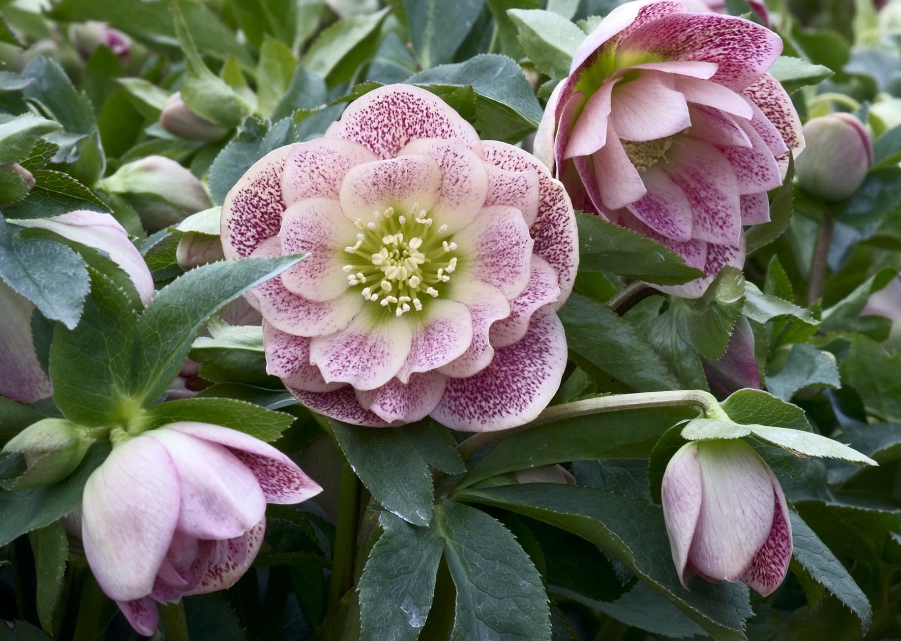 Helleborus orientalis 'Double Ellen Pink Spotted'
